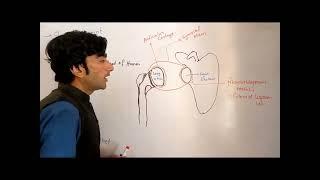 Shoulder joint. Glenohumeral joint anatomy