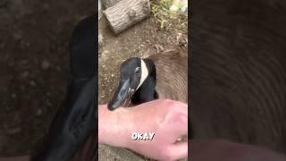 CANADA GEESE are *PEACEFUL* PROVE ME WRONG!🪿#canadiangoose  #animalattack #frankthegoose #dangerous