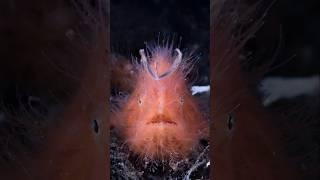The Fish That Walks Meet the Frogfish! #shorts #facts