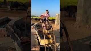 Old Punjabi Culture
