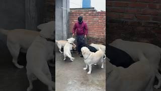 Labrador Gang #shorts #ytshorts #labrador #labradoor #dog #puppy #ytshorts #trendingshorts