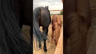 I felt sorry for the Mother Horse