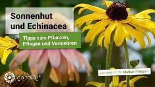 Sonnenhut und Scheinsonnenhut - Pflanzen, Pflegen und vermehren!