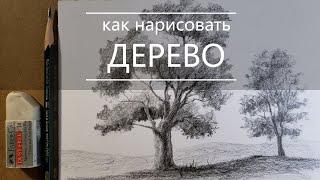 Как нарисовать дерево карандашом поэтапно