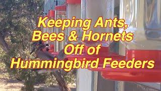 Keeping Ants, Bees, Hornets & Wasps off of Hummingbird Feeders