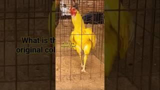 What is the original color? #aseel #birds #foryou #shorts #colors #chicken