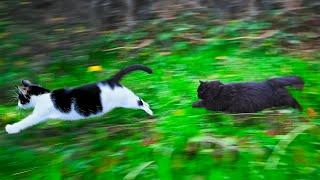 Garden Olympics: Hilarious Feline Edition  (Real Sounds Only!)