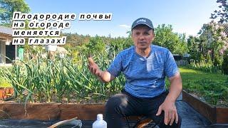 Плодородие почвы улучшается на глазах. Полейте грядки этим раствором!