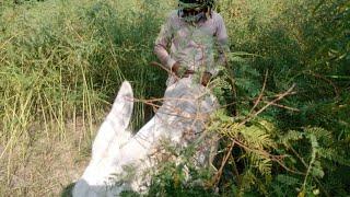 Amazing man with donkey  meet in my village video  man with donkey video 2021