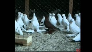 North Kavkaz Tumbler Pigeons In Russia [PART 1]