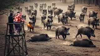 Wild Boar Accidentally Caught In Hunter's Encirclement - Perfect Shots From The Hunting Hut