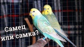 ОПРЕДЕЛЯЕМ ПОЛ У ВОЛНИСТОГО ПОПУГАЯ! | PetMania