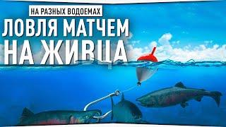 Рыбалка матчем на ЖИВЦА • Русская Рыбалка 4