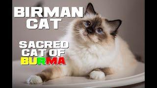 10 Birman Cat Facts - Sacred Cat of Burma - Animal a Day