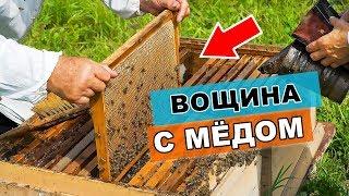 пчеловодство - что такое вощина и как пчелы хранят мёд в сотах