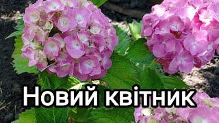 Продовжуємо міксбордер, нові сорти гортензій, перевалка та пересадка гортензій.#гортензії#квітник