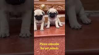 #pug #male 12k #female10k #sale #viral #telugu #+91 8686970729