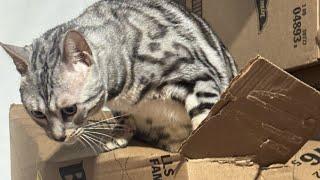 Luxe the amazing climbing cat