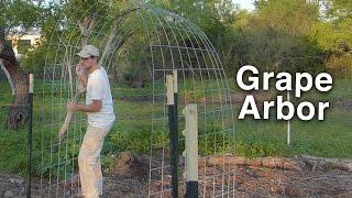 Building the Grape Arbor Trellis - Cattle Panels and T-posts