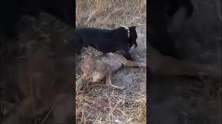 Pitbull attacks Coyote to protect Owner! Pitbull and coyote fight! (Graphic Footage)