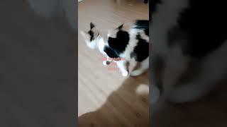 My cat Nancy #cat #cats #catvideos #catlover #cute #animals #funnyvideo #funnyshorts #adorable