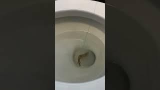 Toilet Fishing 