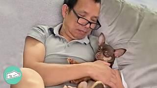 Man Didn’t Want A Dog. Now Obsessed With Chihuahua | Cuddle Buddies