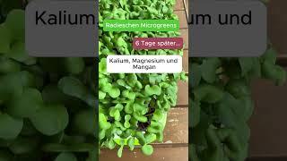 Radieschen Microgreens - warum sie gesund sind