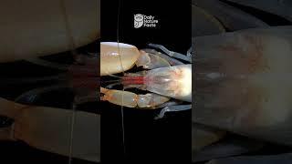 Is the Pistol Shrimp Really Hotter Than the Sun?