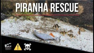 MEGA PIRANHA RESCUE! New additions to THE BEARSKI PIRANHA SANCTUARY