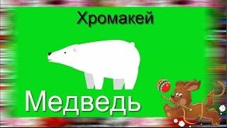 40. Футаж на хромакее. Белый медведь. Футаж для создания видео