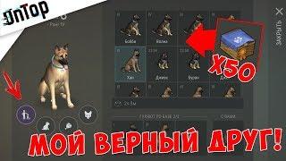 50 ЭЛИТНЫХ ЩЕНКОВ! НАШЕЛ СОБАКУ ВЕРНЫЙ ДРУГ 4 РАНГА!!! | Last Day on Earth: Survival