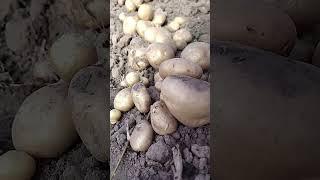 картофель 2023   #жизньвдеревне #новыедеревенские #деревенькаподутесом #семьявдеревне