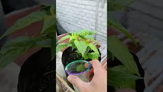 provide nutrients to chili plants so they grow lush and thick #satisfying #sort