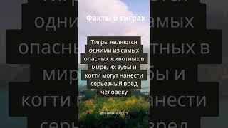 Интересные факты о тиграх