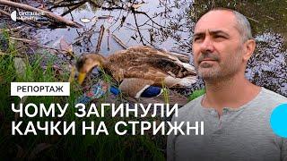 Загибель качок на річці Стрижень у Чернігові: що кажуть екологи та депутати міськради