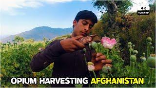 Opium Harvesting in Afghanistan | life in the high mountain in Kunar | 4K