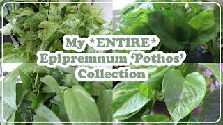 My Entire Epripremnum 'Pothos' Collection | 10+ Species + Pothos Care Tips