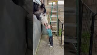Don’t come at me for Mani not being in his stall #horse #equestrian #horselover #love