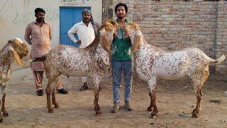 Makhi Chena | Khasi Bakre | Qurbani 2023 | Hasilpur| Top Quality | Mazhar Biba Official