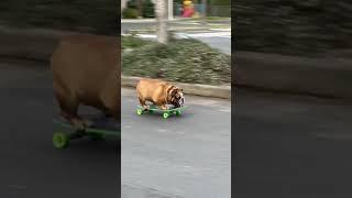 Good times with Chowder’s new skateboard  Summer’s on it’s way tiktok chowderthebulldog