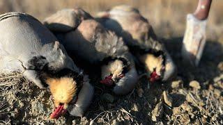 KEKLİK VE TAVŞAN AVI 1.BÖLÜM 4K 2024 Partridge hunting caza de perdices лов на яребици صيد الحجل