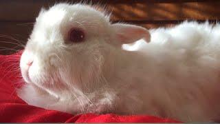 Collection of Cute Baby Bunnies & Rabbits  ! rabbit ! rabbit videos ! my bb bunny