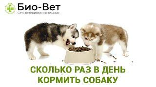 Сколько Раз В День Кормить Собаку // Режим Питания Собаки // БИО-ВЕТ