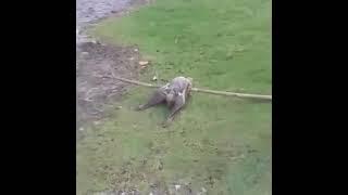 Man captures flying lemur and loses his mind