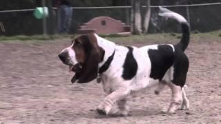 Secrets Of The Dog Park - Basset Hound