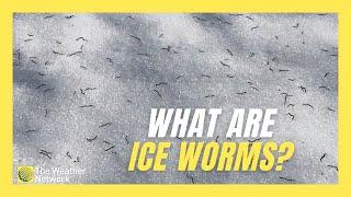 These ‘Ice Worms’ Living on Mountain Glaciers Are Still Largely a Mystery