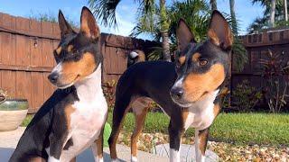 Beautiful Basenjis In The Backyard ￼