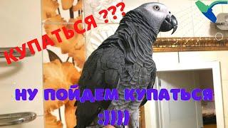 ПОПУГАЙ ПРОСИТ КУПАТЬСЯ  :)))  СМЕШНО ДО СЛЕЗ :))) ПРОСИЛ, ЗНАЧИТ ПОЙДЕМ В ДУШ :)))