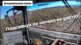 Подсолнечник по нотилл не растёт. Набор бункера.